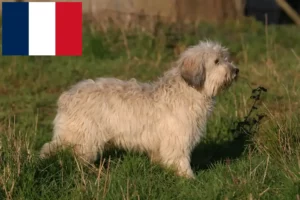 Mehr über den Artikel erfahren PON Züchter und Welpen in Frankreich