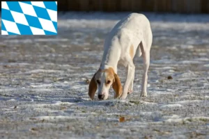 Mehr über den Artikel erfahren Porcelaine Züchter und Welpen in Bayern