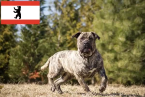 Mehr über den Artikel erfahren Presa Canario Züchter und Welpen in Berlin