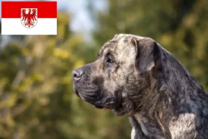 Mehr über den Artikel erfahren Presa Canario Züchter und Welpen in Brandenburg