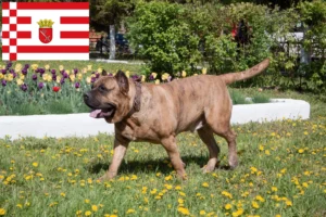 Mehr über den Artikel erfahren Presa Canario Züchter und Welpen in Bremen