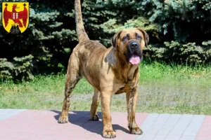 Mehr über den Artikel erfahren Presa Canario Züchter und Welpen im Burgenland