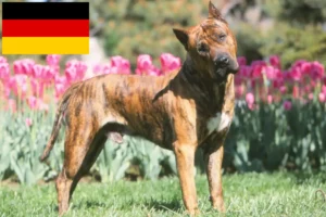 Mehr über den Artikel erfahren Presa Canario Züchter und Welpen in Deutschland