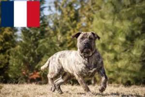 Mehr über den Artikel erfahren Presa Canario Züchter und Welpen in Frankreich