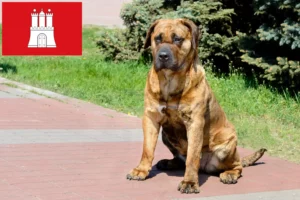 Mehr über den Artikel erfahren Presa Canario Züchter und Welpen in Hamburg