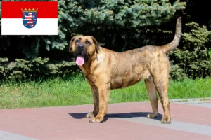 Mehr über den Artikel erfahren Presa Canario Züchter und Welpen in Hessen