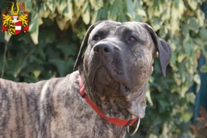 Mehr über den Artikel erfahren Presa Canario Züchter und Welpen in Kärnten