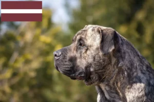 Mehr über den Artikel erfahren Presa Canario Züchter und Welpen in Lettland