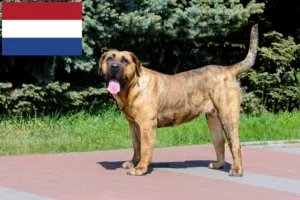 Mehr über den Artikel erfahren Presa Canario Züchter und Welpen in den Niederlanden