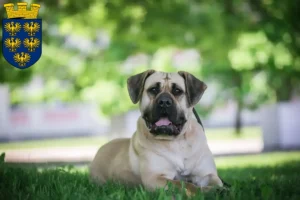 Mehr über den Artikel erfahren Presa Canario Züchter und Welpen in Niederösterreich