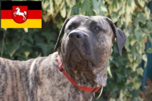 Mehr über den Artikel erfahren Presa Canario Züchter und Welpen in Niedersachsen