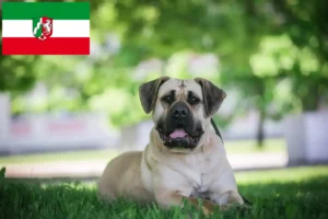 Mehr über den Artikel erfahren Presa Canario Züchter und Welpen in Nordrhein-Westfalen