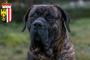 Mehr über den Artikel erfahren Presa Canario Züchter und Welpen in Oberösterreich