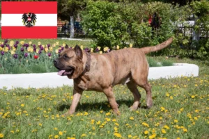 Mehr über den Artikel erfahren Presa Canario Züchter und Welpen in Österreich