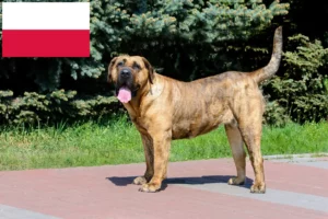 Mehr über den Artikel erfahren Presa Canario Züchter und Welpen in Polen