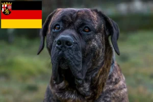 Mehr über den Artikel erfahren Presa Canario Züchter und Welpen in Rheinland-Pfalz