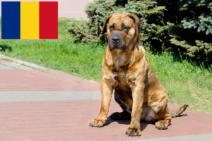 Mehr über den Artikel erfahren Presa Canario Züchter und Welpen in Rumänien