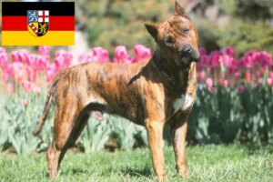 Mehr über den Artikel erfahren Presa Canario Züchter und Welpen im Saarland