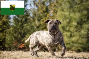 Mehr über den Artikel erfahren Presa Canario Züchter und Welpen in Sachsen