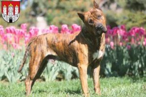 Mehr über den Artikel erfahren Presa Canario Züchter und Welpen in Salzburg