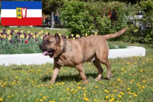 Mehr über den Artikel erfahren Presa Canario Züchter und Welpen in Schleswig-Holstein