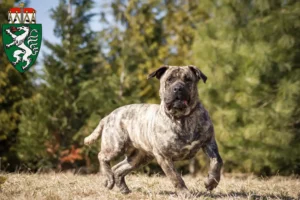 Mehr über den Artikel erfahren Presa Canario Züchter und Welpen in der Steiermark