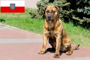 Mehr über den Artikel erfahren Presa Canario Züchter und Welpen in Thüringen