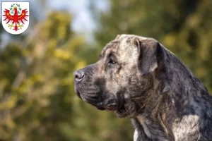 Mehr über den Artikel erfahren Presa Canario Züchter und Welpen in Tirol