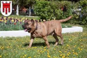 Mehr über den Artikel erfahren Presa Canario Züchter und Welpen in Vorarlberg