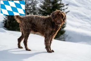 Mehr über den Artikel erfahren Pudelpointer Züchter und Welpen in Bayern