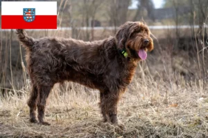 Mehr über den Artikel erfahren Pudelpointer Züchter und Welpen in Thüringen