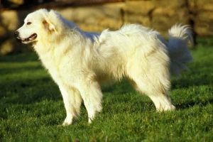 Mehr über den Artikel erfahren Pyrenäenberghund Züchter