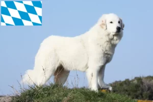Mehr über den Artikel erfahren Pyrenäenberghund Züchter und Welpen in Bayern