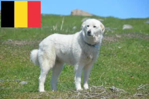 Mehr über den Artikel erfahren Pyrenäenberghund Züchter und Welpen in Belgien
