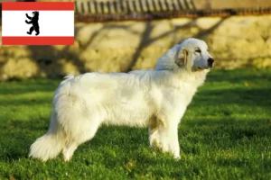 Mehr über den Artikel erfahren Pyrenäenberghund Züchter und Welpen in Berlin