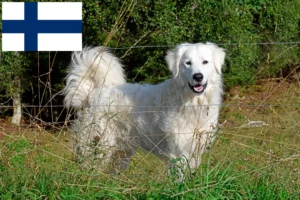Mehr über den Artikel erfahren Pyrenäenberghund Züchter und Welpen in Finnland