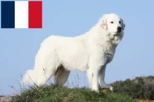 Mehr über den Artikel erfahren Pyrenäenberghund Züchter und Welpen in Frankreich