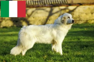 Mehr über den Artikel erfahren Pyrenäenberghund Züchter und Welpen in Italien