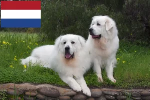 Mehr über den Artikel erfahren Pyrenäenberghund Züchter und Welpen in den Niederlanden