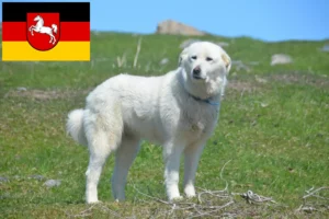 Mehr über den Artikel erfahren Pyrenäenberghund Züchter und Welpen in Niedersachsen