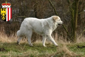 Mehr über den Artikel erfahren Pyrenäenberghund Züchter und Welpen in Oberösterreich