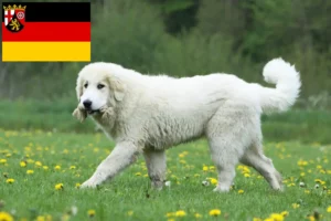 Mehr über den Artikel erfahren Pyrenäenberghund Züchter und Welpen in Rheinland-Pfalz