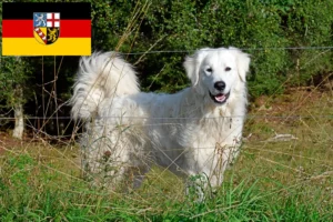 Mehr über den Artikel erfahren Pyrenäenberghund Züchter und Welpen im Saarland