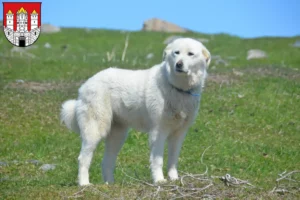 Mehr über den Artikel erfahren Pyrenäenberghund Züchter und Welpen in Salzburg