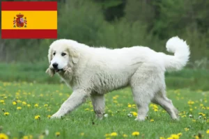 Mehr über den Artikel erfahren Pyrenäenberghund Züchter und Welpen in Spanien