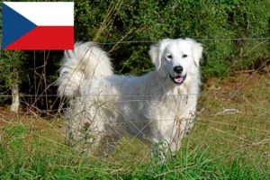Mehr über den Artikel erfahren Pyrenäenberghund Züchter und Welpen in Tschechien