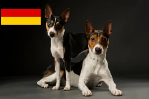 Mehr über den Artikel erfahren Rat Terrier Züchter und Welpen in Deutschland