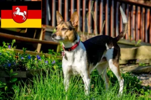 Mehr über den Artikel erfahren Rat Terrier Züchter und Welpen in Niedersachsen