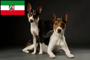 Mehr über den Artikel erfahren Rat Terrier Züchter und Welpen in Nordrhein-Westfalen