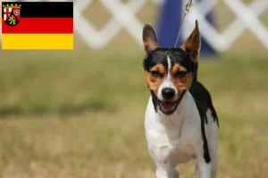 Mehr über den Artikel erfahren Rat Terrier Züchter und Welpen in Rheinland-Pfalz